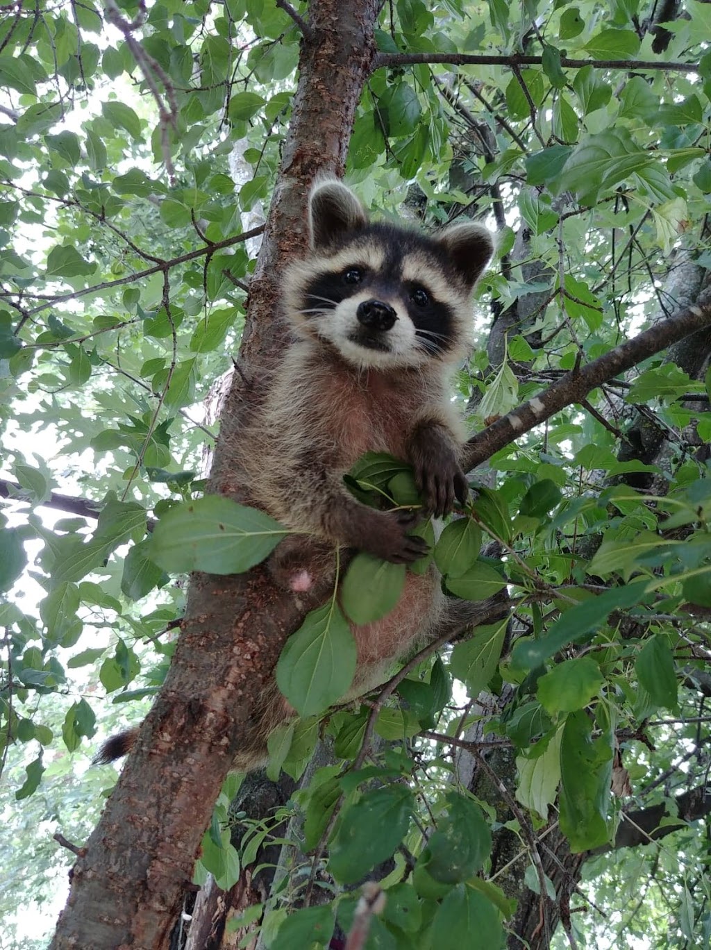 Constance Creek Wildlife Refuge | 2494 Dunrobin Rd, Dunrobin, ON K0A 1T0, Canada | Phone: (613) 222-4719