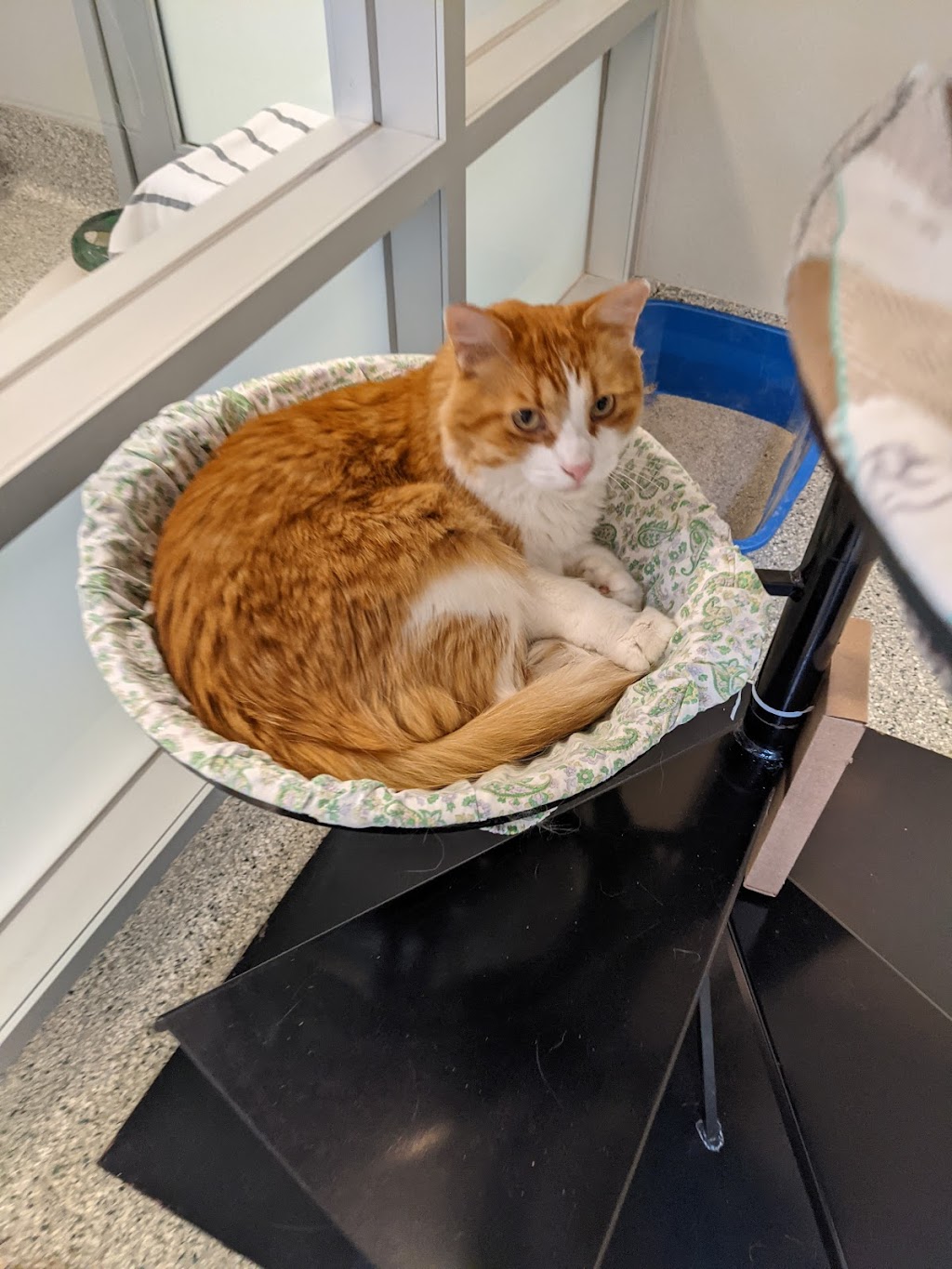 Ottawa Humane Society | 245 W Hunt Club Rd, Nepean, ON K2E 1A6, Canada | Phone: (613) 725-3166
