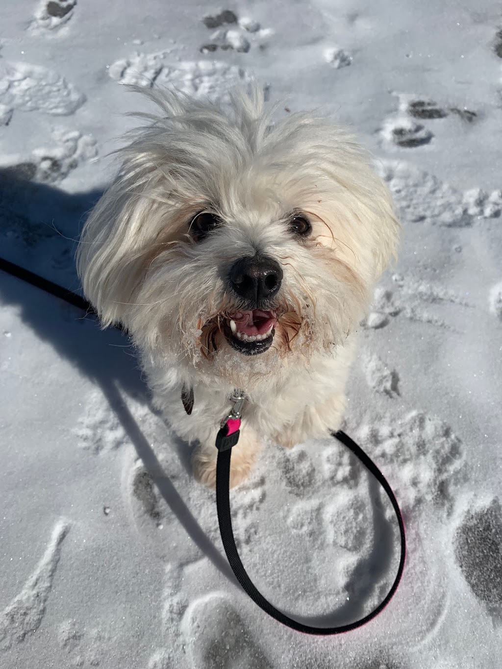 Happy Pack Dog Walking | 22 Tatlock Ln, Rice Point, PE C0A 1H6, Canada | Phone: (705) 391-8411