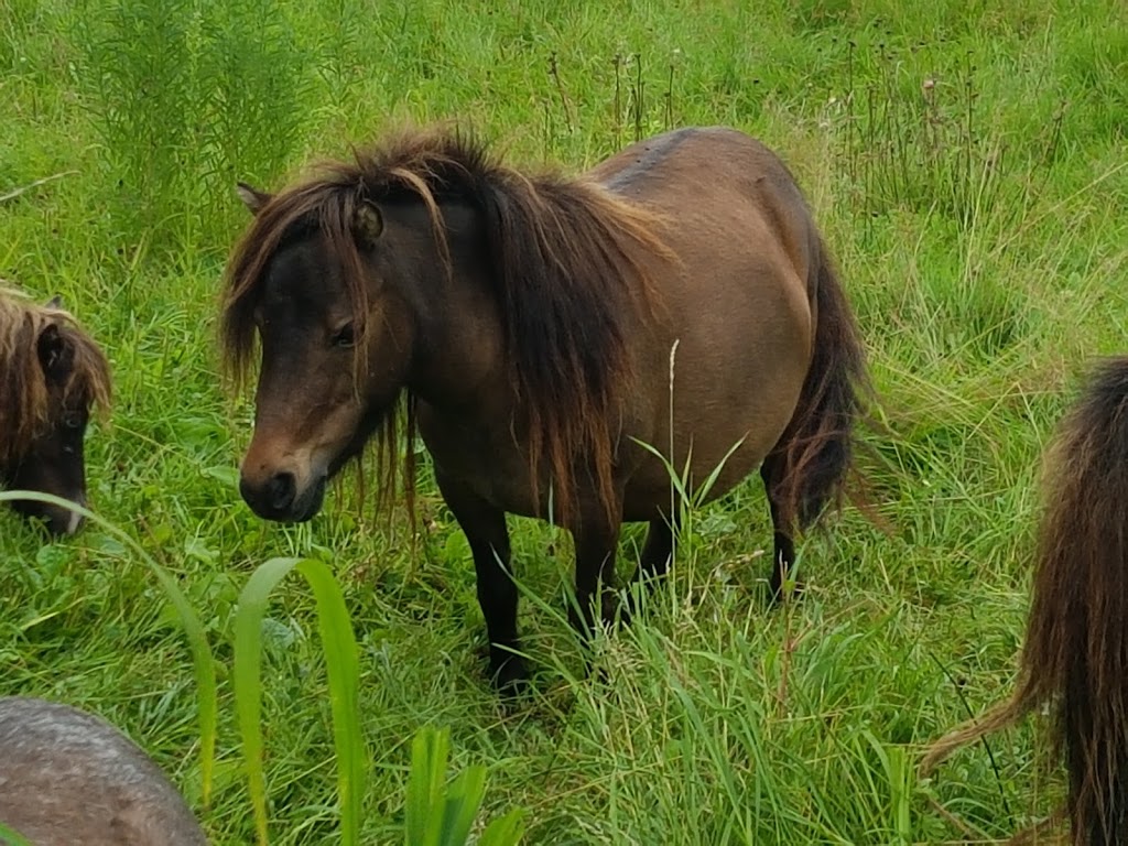Lake Ridge Farm Miniature Horses | 21751 Simcoe St, Seagrave, ON L0C 1G0, Canada | Phone: (905) 985-4600