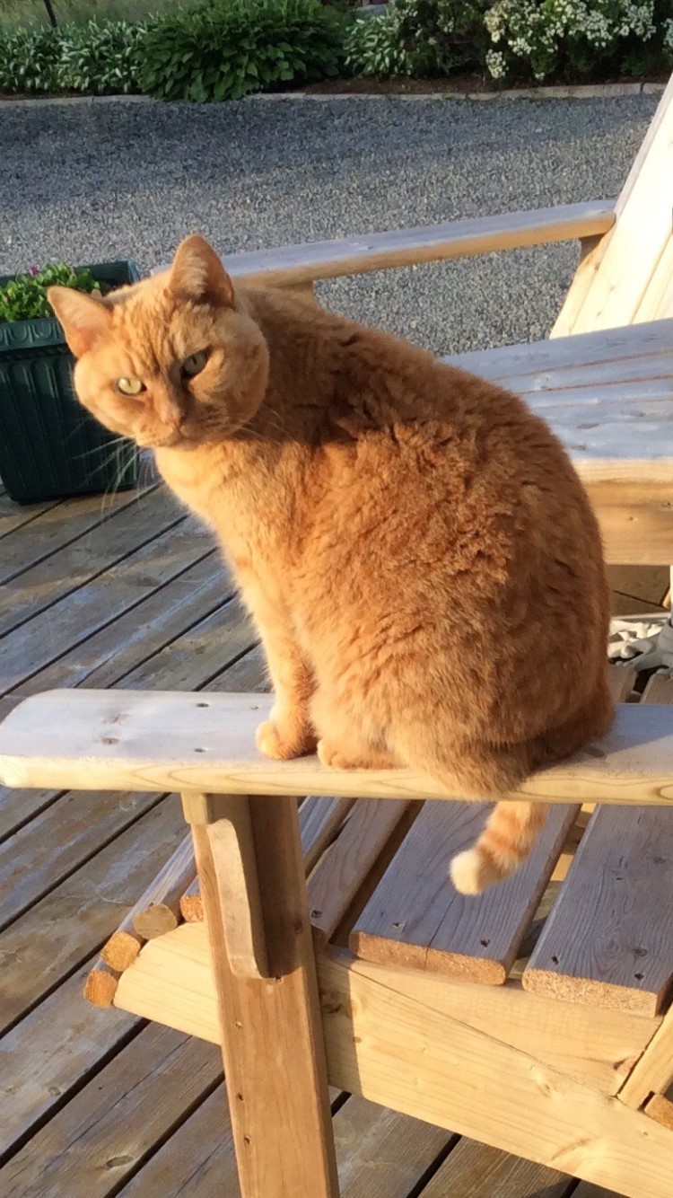 Precious Pet Cemetery | 142 Bouchard Rd, Antigonish, NS B2G 2K8, Canada | Phone: (902) 870-2544