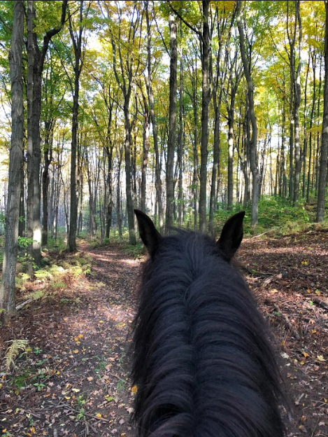 Toronto Equestrian | 3563 Vandorf Road, Whitchurch-Stouffville, ON L4A 4H5, Canada | Phone: (647) 996-0897