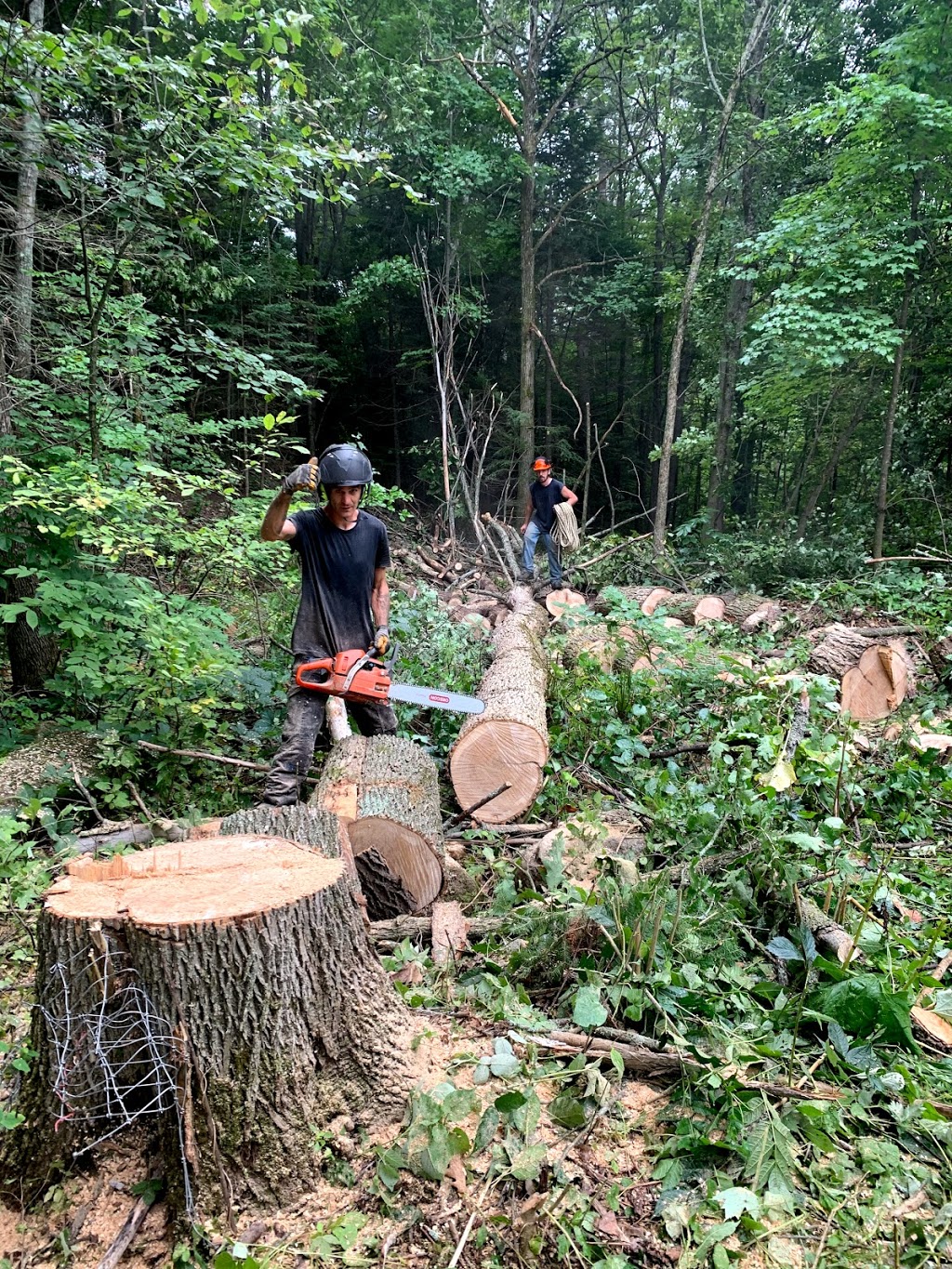 Abattage et Émondage Timber | 1206 QC-323, Namur, QC J0V 1N0, Canada | Phone: (514) 776-8423