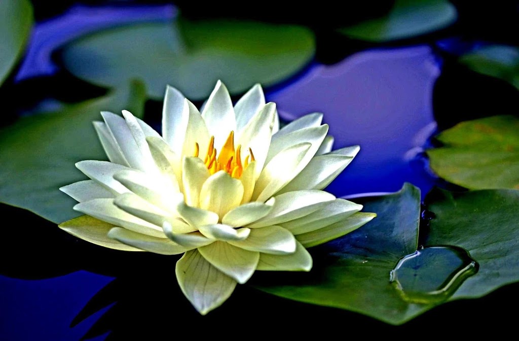 Lily Pad Day Spa | 41 Earls Road, Huntsville, ON P1H 1C7, Canada | Phone: (705) 787-1717