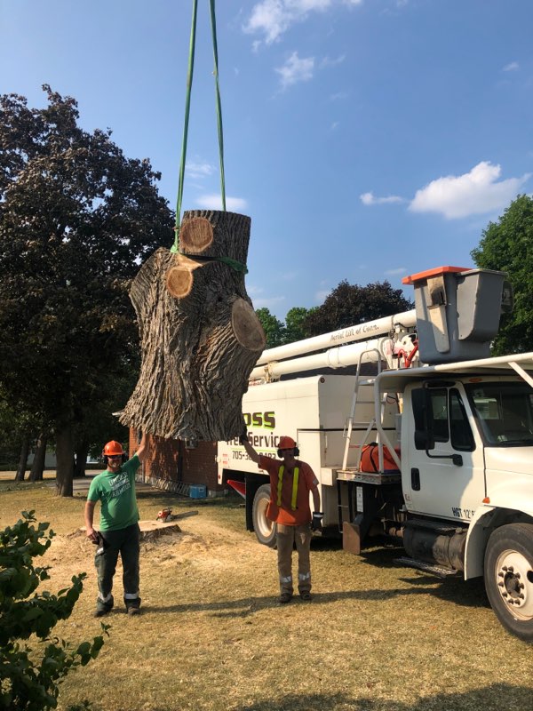 Joss Tree Service | 78 Logie St, Lindsay, ON K9V 5Y2, Canada | Phone: (705) 320-9483