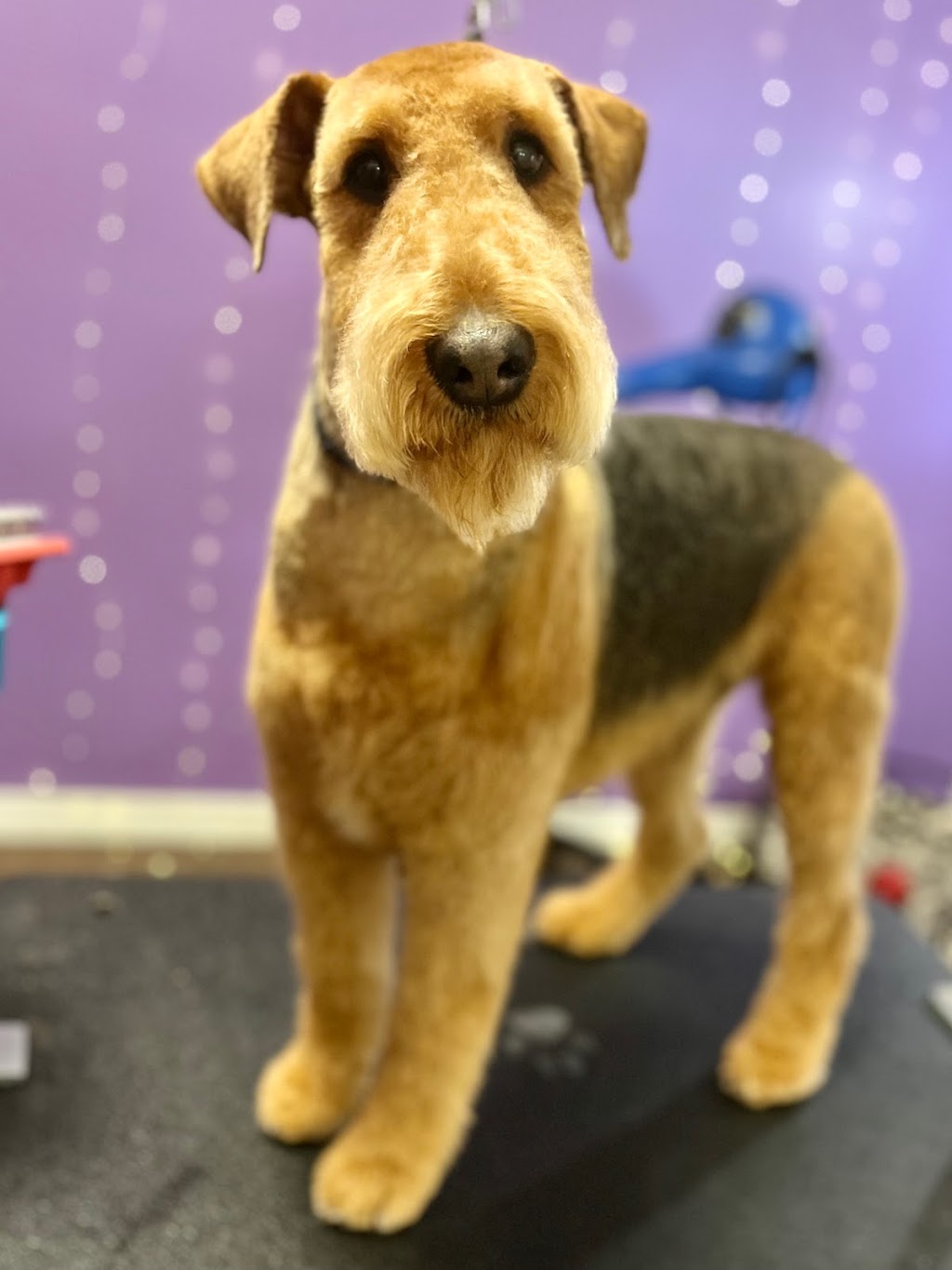 Cutie Patootie Grooming | 143 Borden Ave unit 10, Belmont, ON N0L 1B0, Canada | Phone: (226) 883-0955