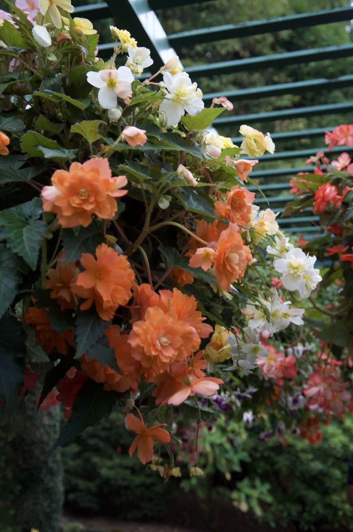 Rose Garden | Brentwood Bay, BC V8M 1A6, Canada