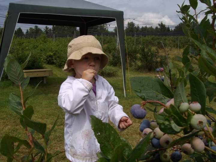 Steve Coates Blueberry Farm | 702 Rue McIver, Bury, QC J0B 1J0, Canada | Phone: (819) 872-3315