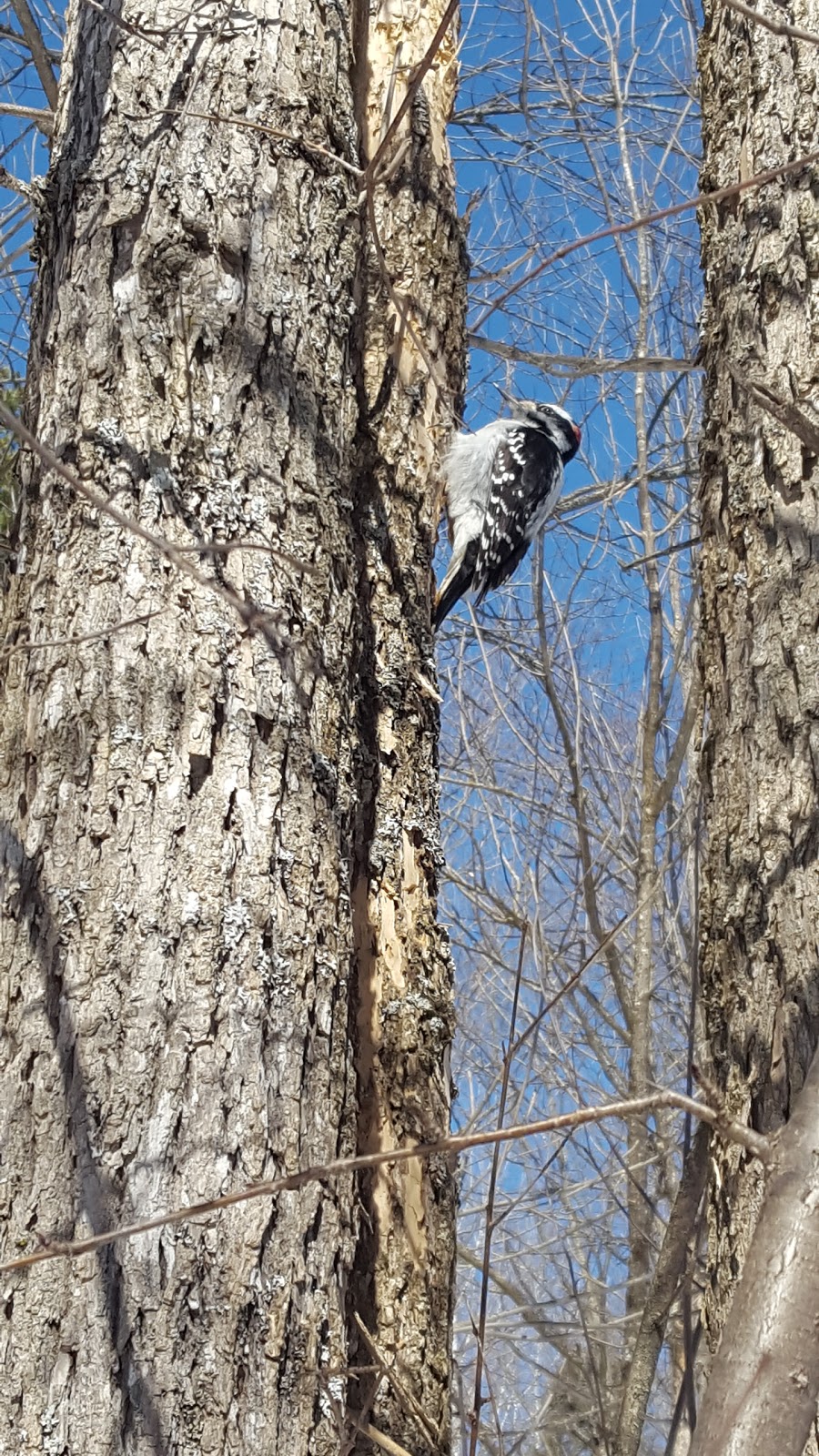 Parc René-Lévesque | 323 Chemin Lebaudy, Gatineau, QC J8V 3W4, Canada