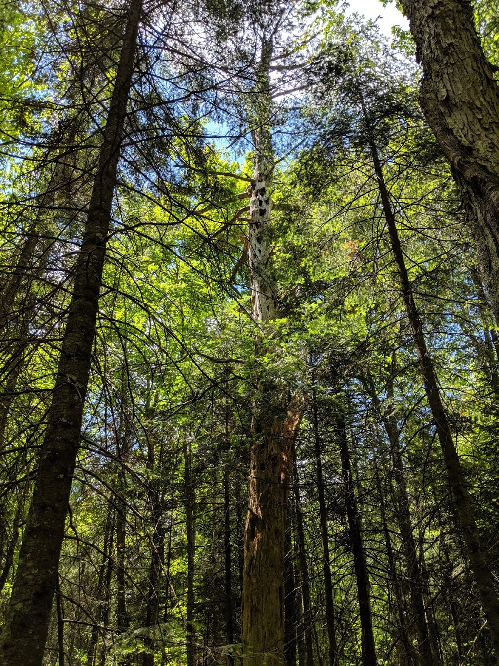 Sentier Champêtre | 259 Rang Sainte Julie, Notre-Dame-des-Prairies, QC J6E 0N4, Canada