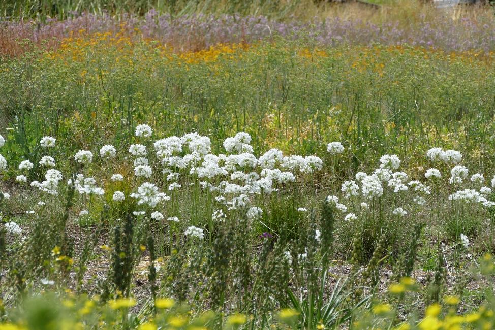 Satinflower Nurseries | 741 Haliburton Rd, Victoria, BC V8Y 1H7, Canada | Phone: (778) 679-3459