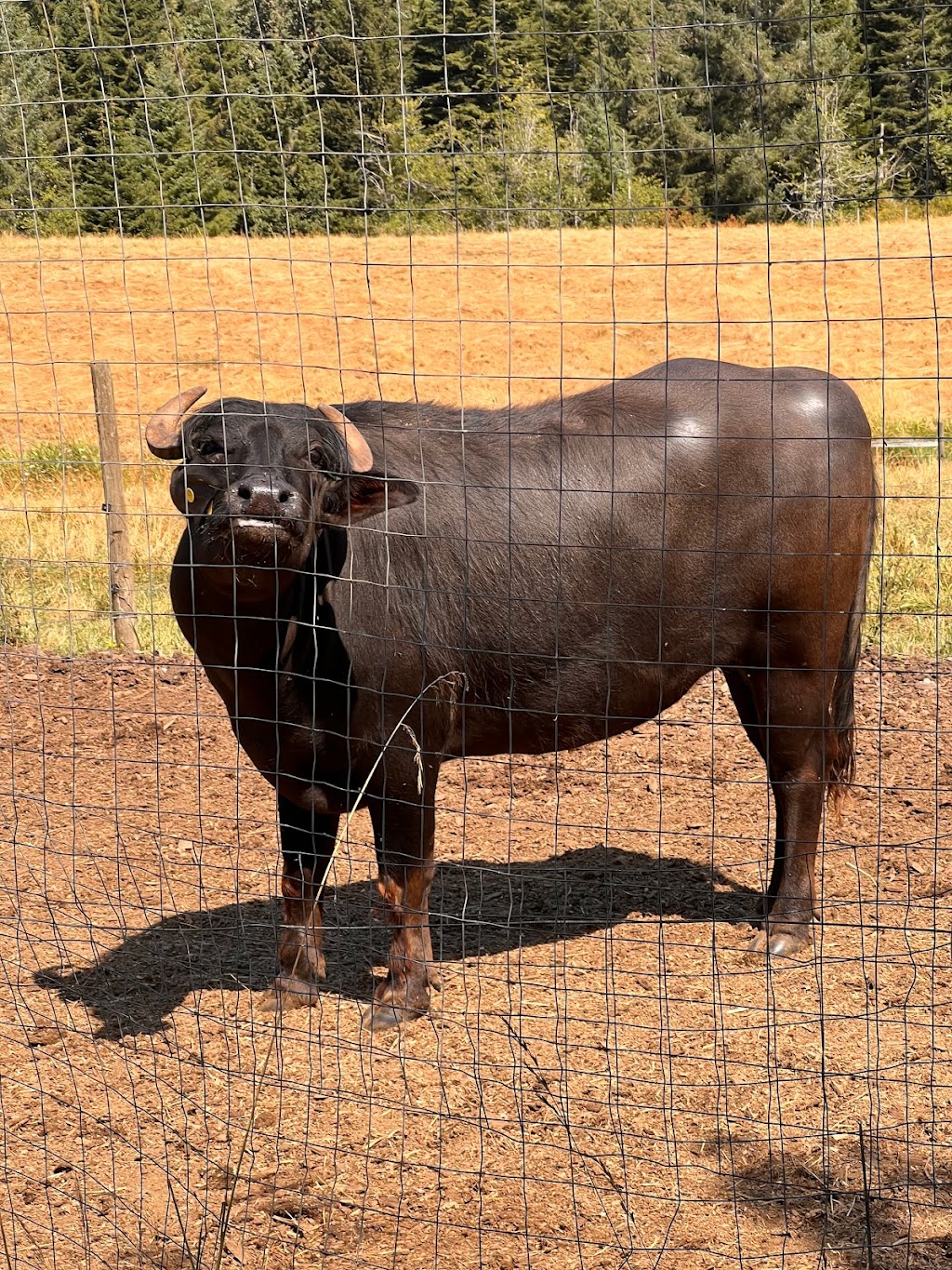 Coleman Meadows Farm | Alberni-Clayoquot D, BC V9Y 8Y9, Canada | Phone: (250) 724-0876