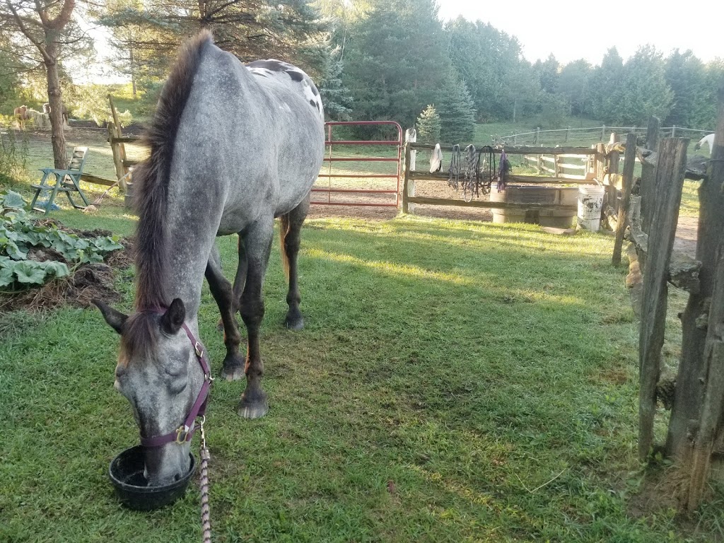 Ridges of the Moraine Stables | 1216 Concession Rd 4, Loretto, ON L0G 1L0, Canada | Phone: (519) 941-4674