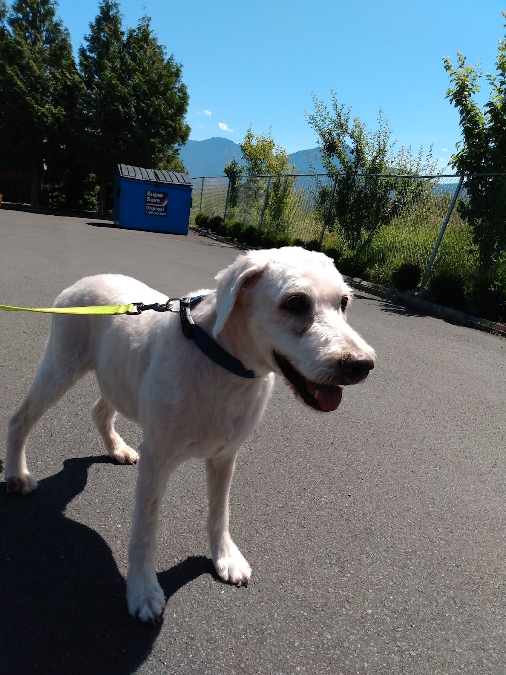 Posh Paws City Kennel | 8520 Broadway, Chilliwack, BC V2P 5V5, Canada | Phone: (604) 792-7674