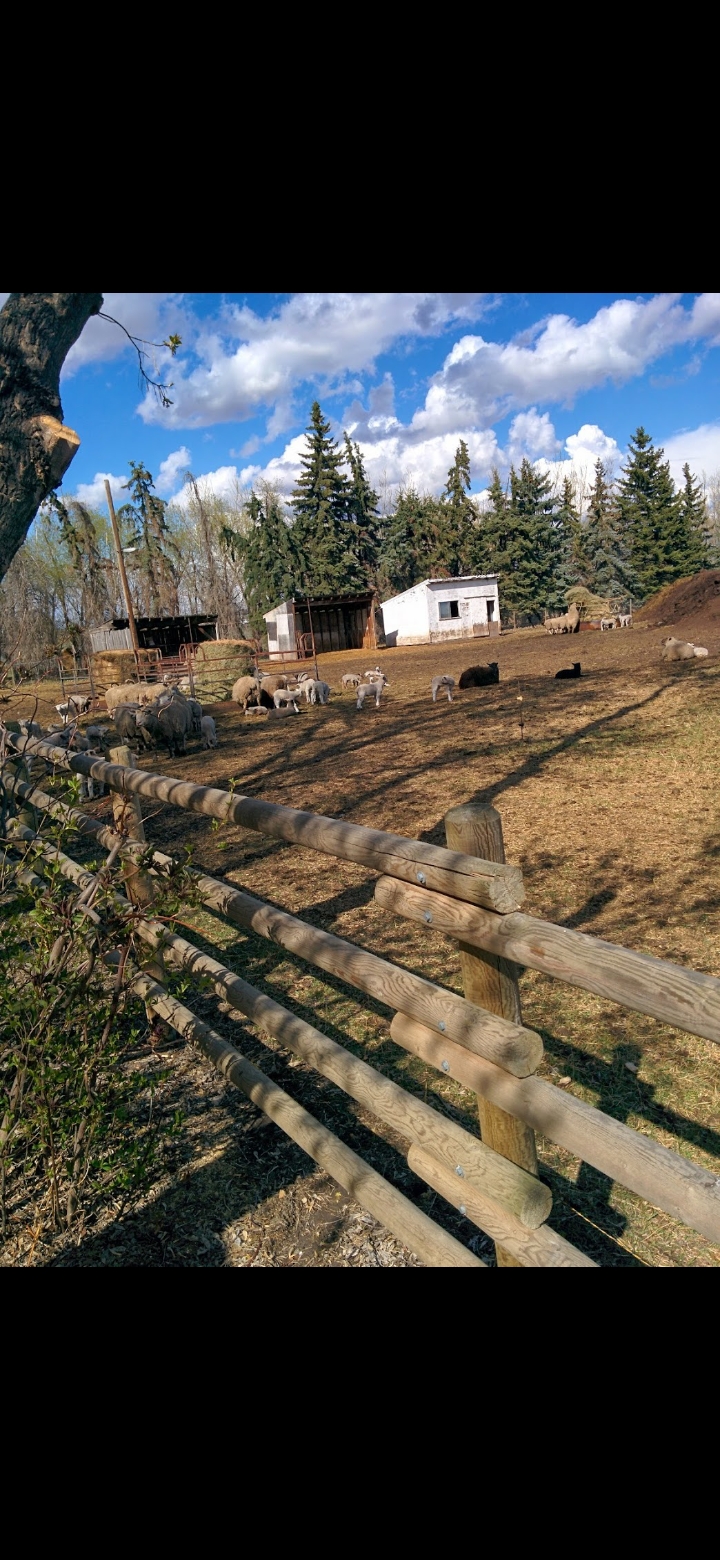 DRAKE AND FAMILY TREE/HANDYMAN SERVICES | Laela Crescent, Mulmur, ON L9V 2V7, Canada | Phone: (519) 288-6507
