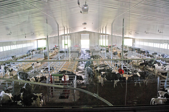 Lakeside Dairy Ltd. | 57225 Range Rd 242, Sturgeon County, AB T0G 1L2, Canada | Phone: (780) 961-4039