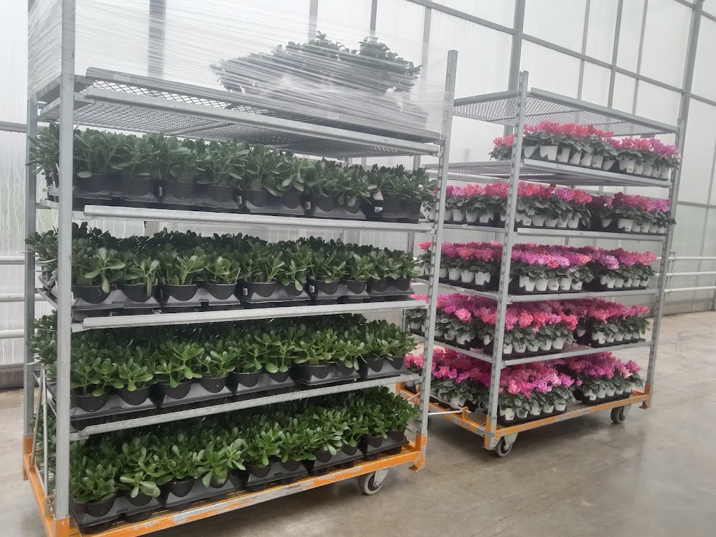 Rosedale Greenhouses Ltd | 50935 Wilbourn Rd, Rosedale, BC V0X 1X0, Canada | Phone: (604) 858-8100