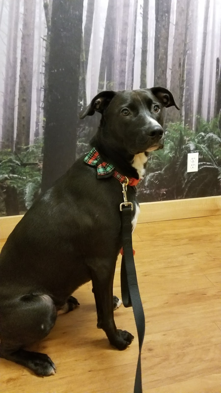 Glenview Animal Hospital Ltd | 3145 Jacklin Rd, Victoria, BC V9B 3Y7, Canada | Phone: (250) 478-4075