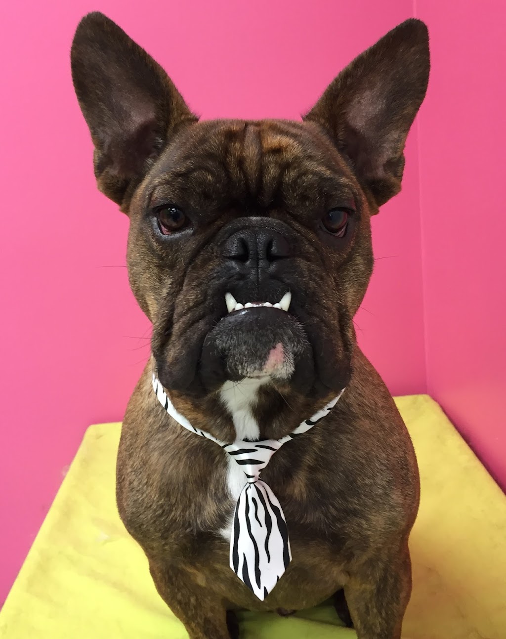 Doggy Shop Grooming | 33550 South Fraser Way #4, Abbotsford, BC V2S 5G7, Canada | Phone: (604) 855-1164