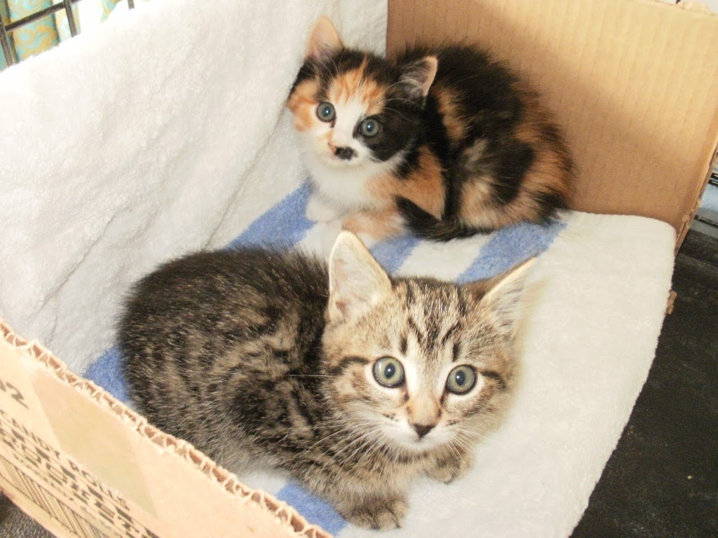 CatSpan Ferals Registered Charity | Box 64 STN Main, Nanoose Bay, BC V9P 9J9, Canada | Phone: (250) 240-7702