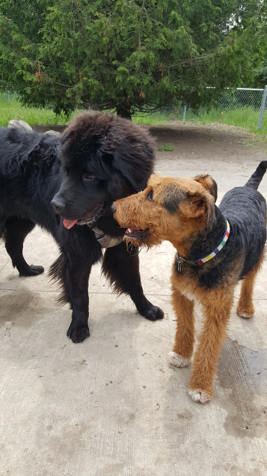 Durham Dog Club | 888 Glen St apartment 420, Oshawa, ON L1J 5Z4, Canada | Phone: (647) 780-1791