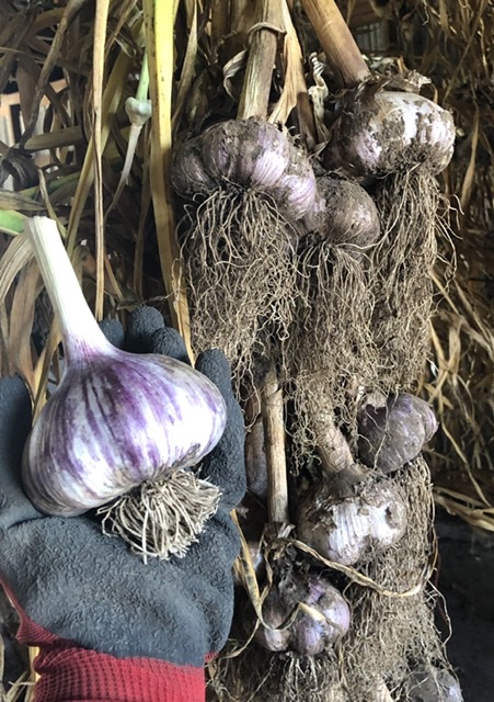 Bradner Hills Farm - Garlic | 6323 Bradner Rd, Abbotsford, BC V4X 2C7, Canada | Phone: (604) 831-6852