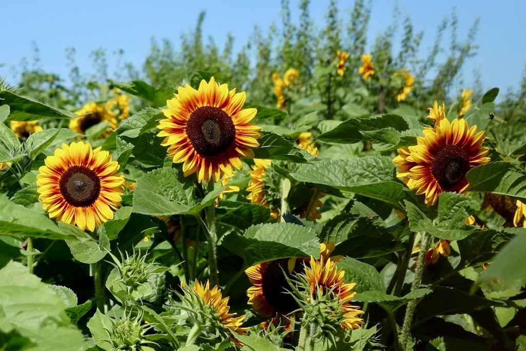 Applebarn Pumpkin Farm (Taves Farms) | 333 Gladwin Rd, Abbotsford, BC V2S 8A7, Canada | Phone: (604) 853-3108
