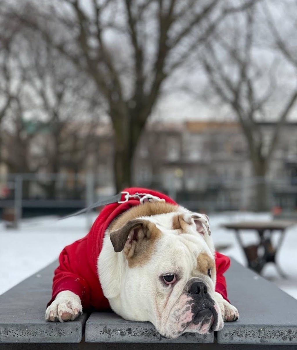 Parc à chiens du parc des Royaux | 2185 Rue Larivière, Montréal, QC H2K 1P5, Canada | Phone: (514) 578-5665