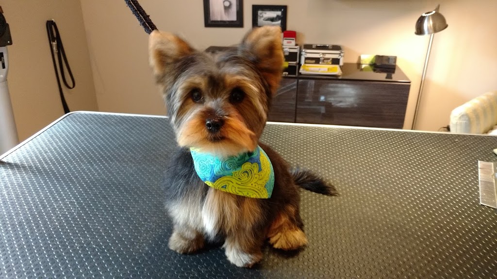 Aux Belles Gueules - Toilettage pour Chiens Petits et Moyens | 624 Rue Sainte-Famille, Contrecoeur, QC J0L 1C0, Canada | Phone: (450) 846-2864