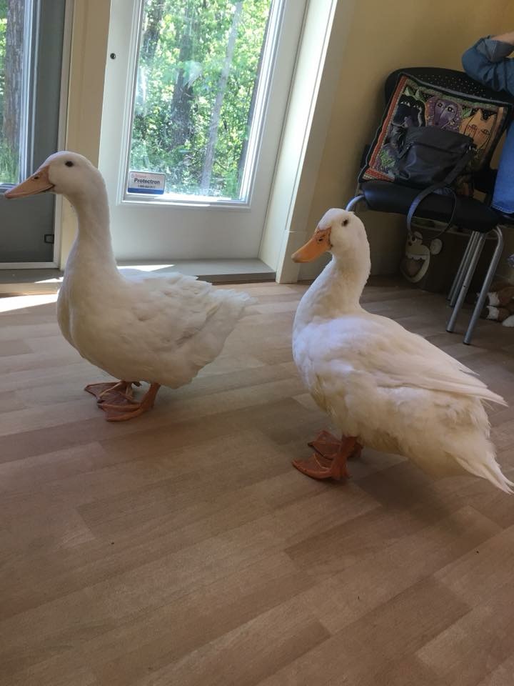 Hastings Lake Animal Hospital | #1 20332, Township Rd 512, Sherwood Park, AB T8G 1E8, Canada | Phone: (780) 662-2227