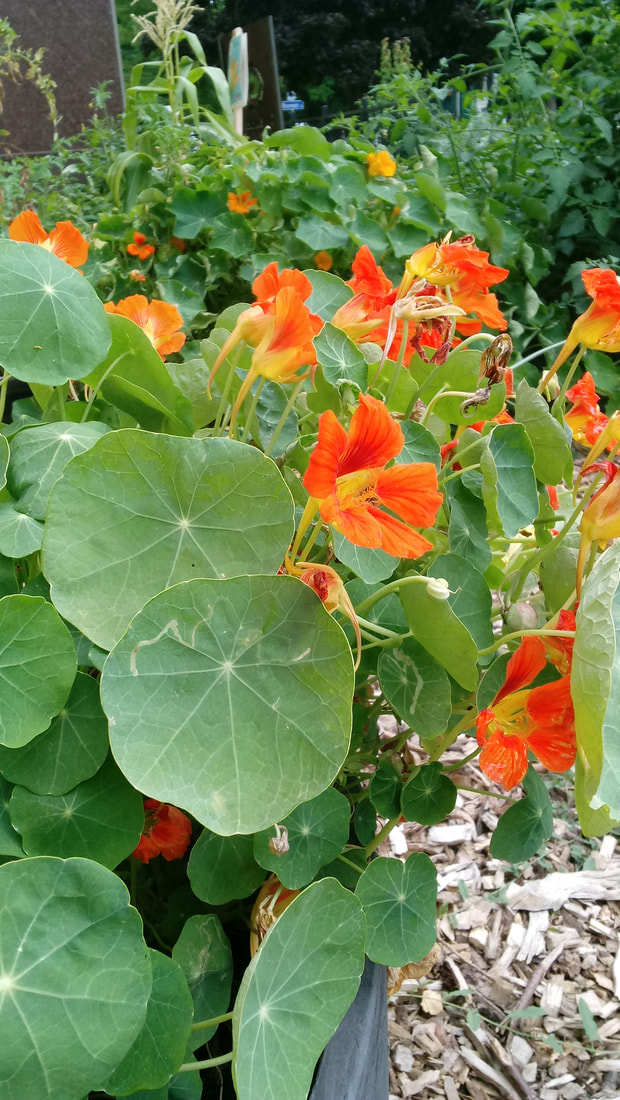 Frank Sedita Garden - PS 30 | 21 Lowell Pl, Buffalo, NY 14213, USA | Phone: (716) 783-9653