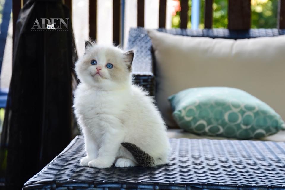 ADEN RAGDOLLS | veterinary care | Port Dover, ON N0A 1N6, Canada | 9056272255 OR +1 905-627-2255