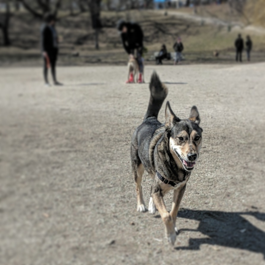Trinity Bellwoods Dog Bowl | Trinity - Bellwoods, Toronto, ON M6J 2V5, Canada