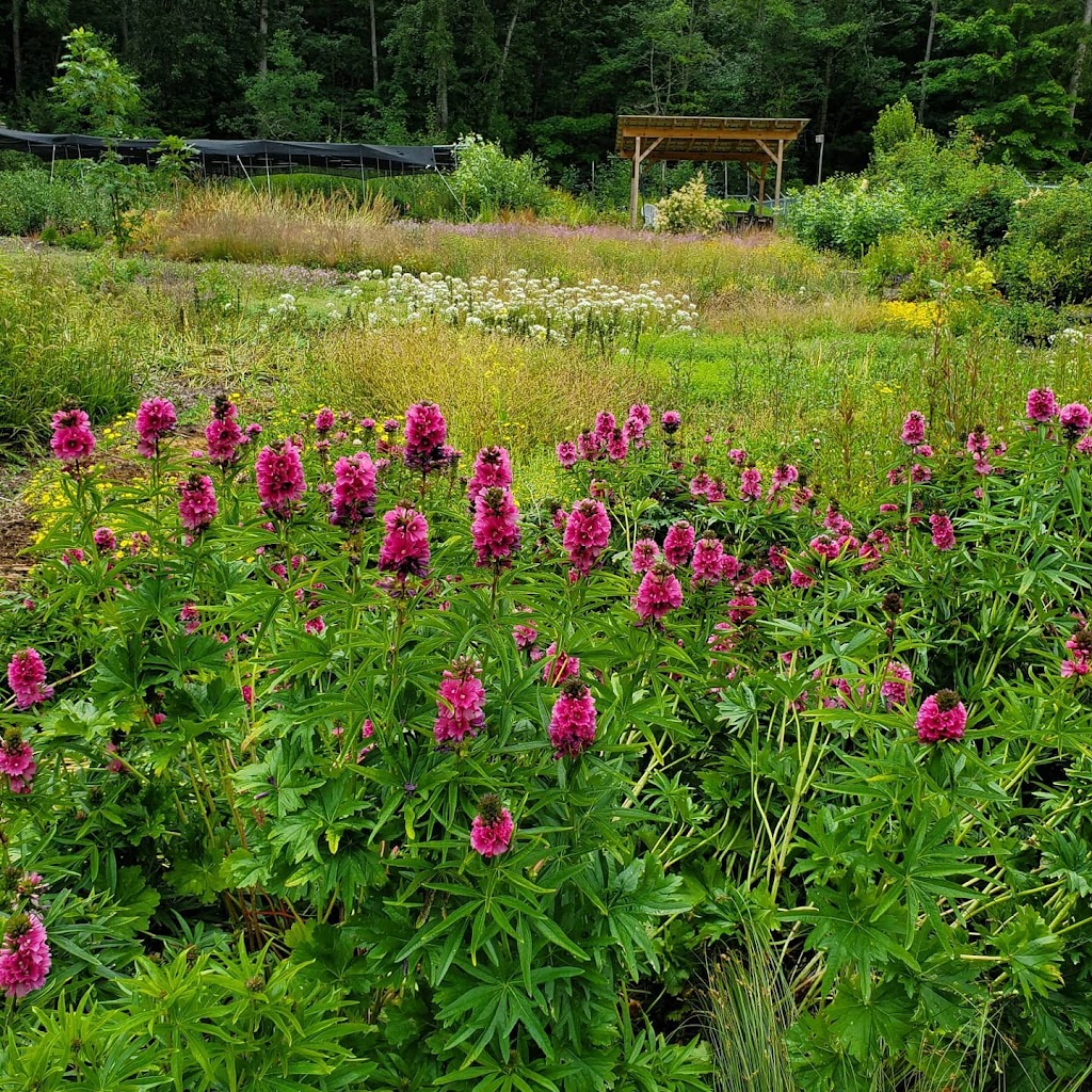 Satinflower Nurseries | 741 Haliburton Rd, Victoria, BC V8Y 1H7, Canada | Phone: (778) 679-3459