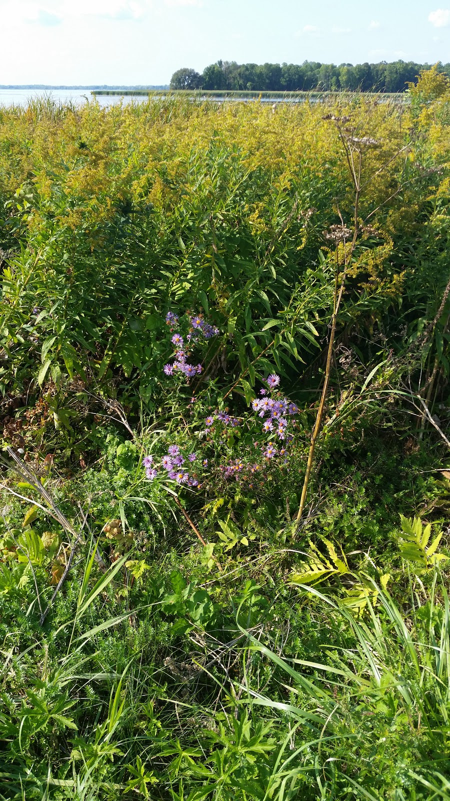 Whalen Park | 280 Whalen Rd, Massena, NY 13662, USA