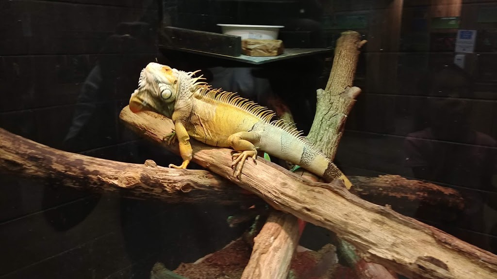 Little Rays Reptile Zoo and Nature Centre- Hamilton | 869 Barton St E, Hamilton, ON L8L 3B4, Canada | Phone: (905) 549-6868