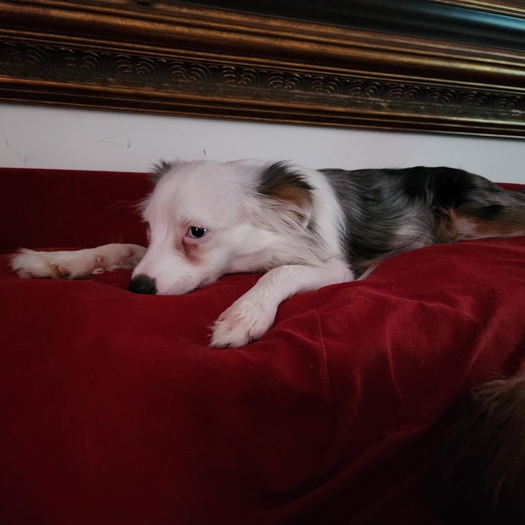 Le paradis du chien s.e.n.c. | 2240 Rang Fontarabie, Sainte-Ursule, QC J0K 3M0, Canada | Phone: (450) 835-7555
