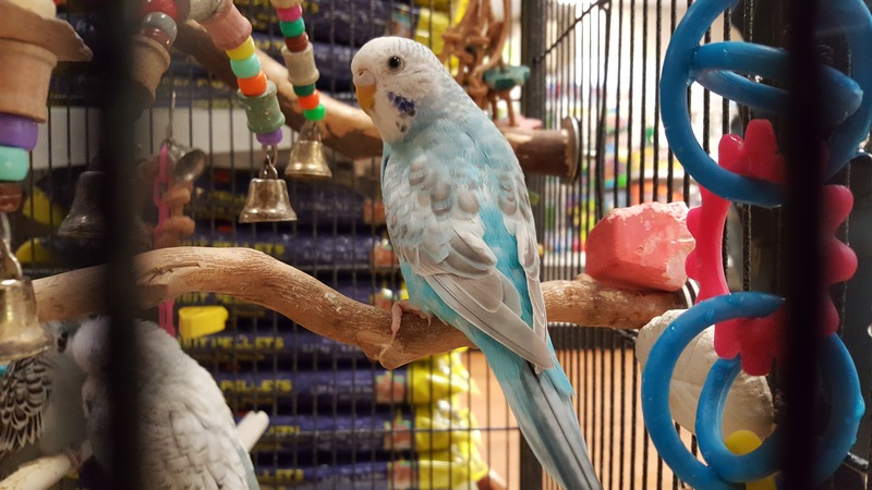 Pets West | 220, 777 Royal Oak Dr, Victoria, BC V8X 4V1, Canada | Phone: (250) 744-1779