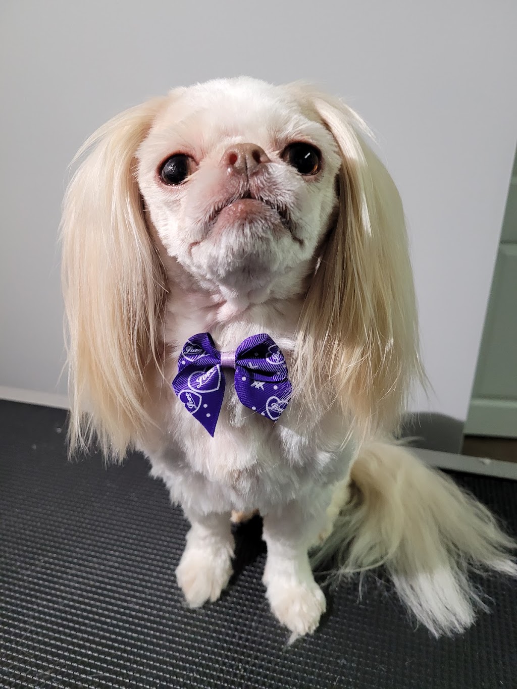 Emilias Pet Grooming & Pet Portraits | 100 Maureen Ave, Welland, ON L3C 4H6, Canada | Phone: (647) 204-0788