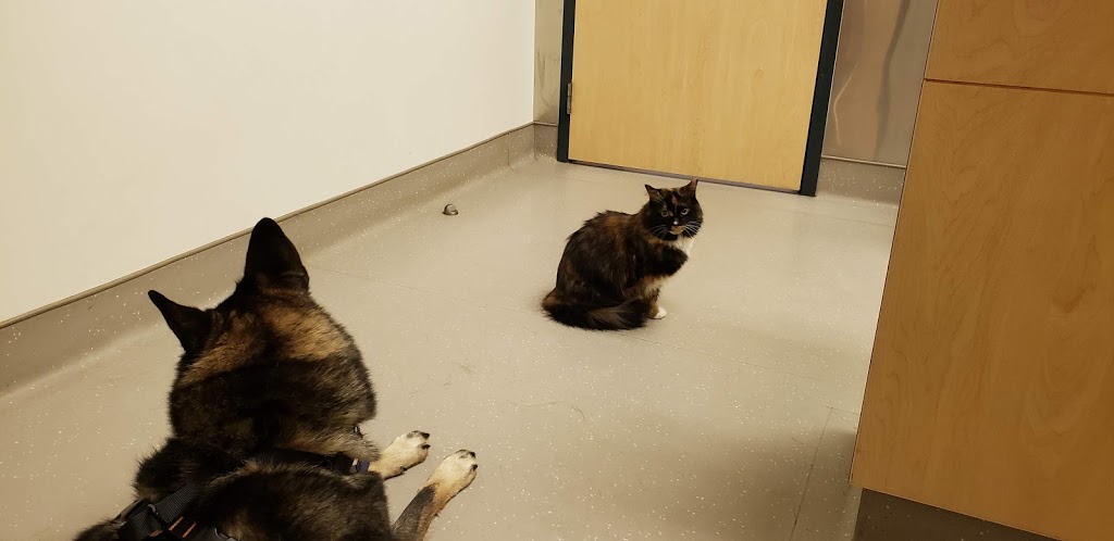 OVC Smith Lane Animal Hospital | Guelph, ON N1G, Canada | Phone: (519) 840-0100