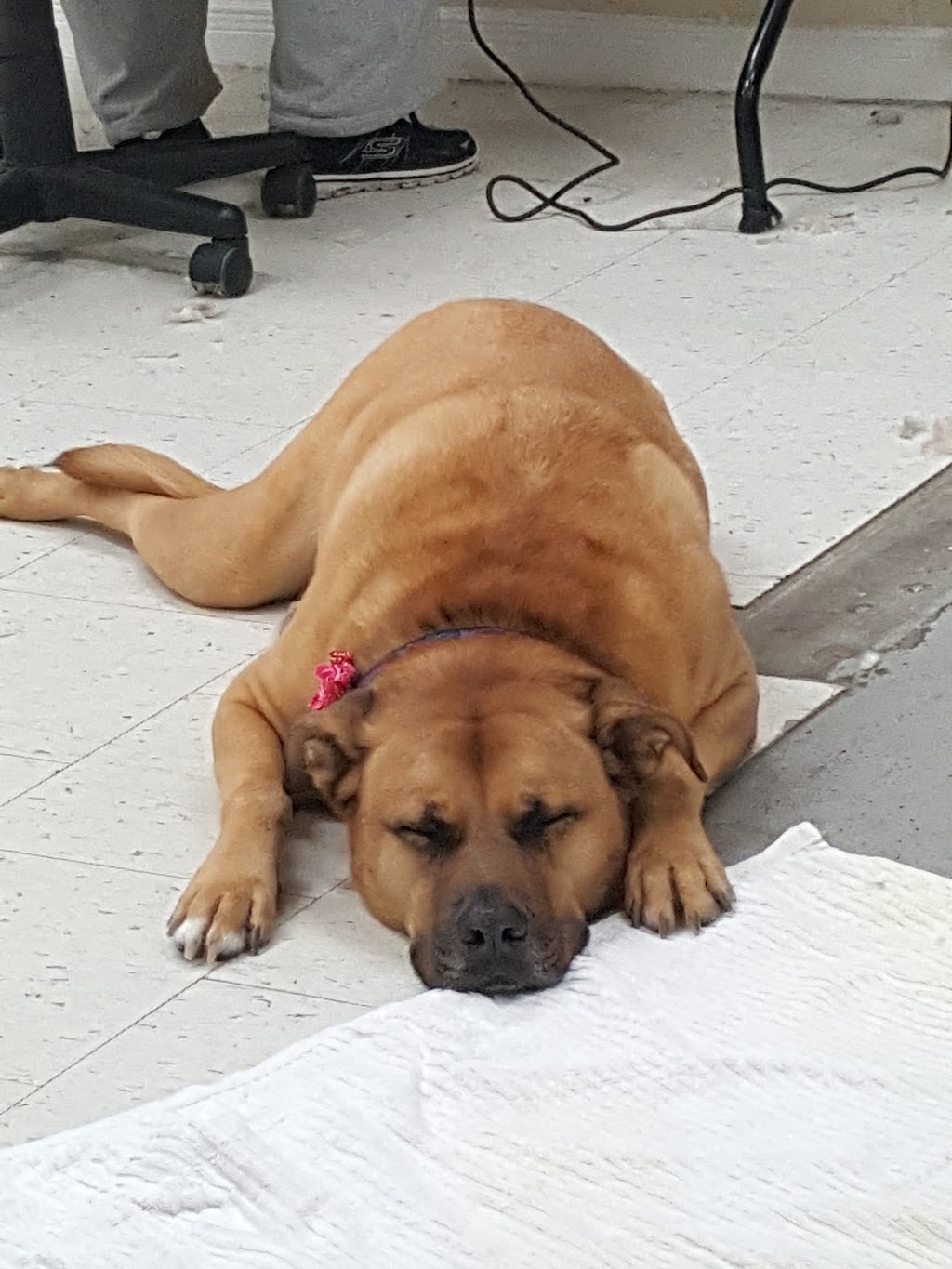 Cuttles Dog Grooming & Boutique Inc | 8099 Weston Rd Unit 26, Woodbridge, ON L4L 0C1, Canada | Phone: (905) 264-6500