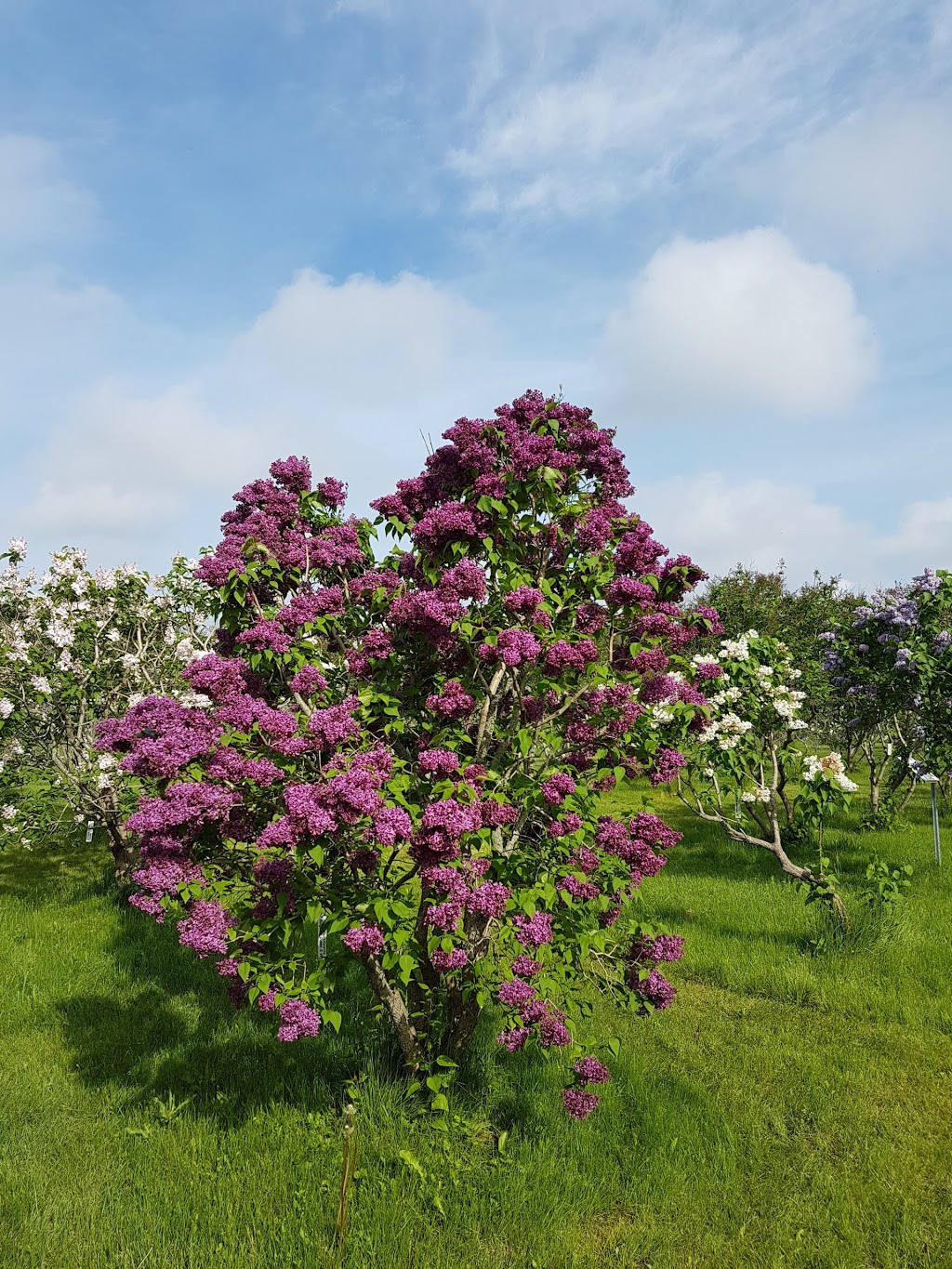 Lilac Gardens of Lindsay | 283-319 Logie St, Lindsay, ON K9V 4R5, Canada | Phone: (705) 878-1810