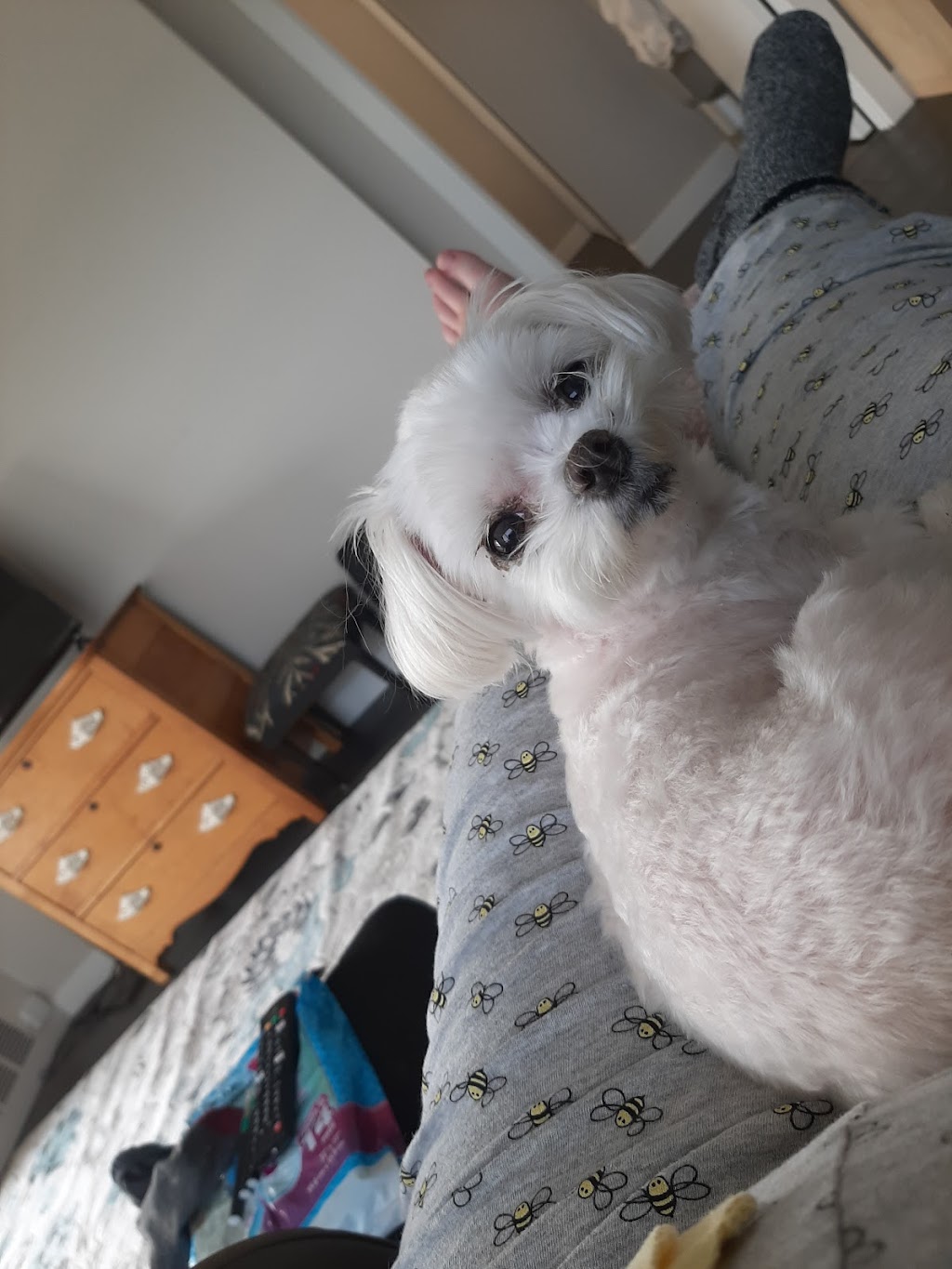 Round Trip Dog Walking & Pet Sitting | 293 Buckingham Dr, Stillwater Lake, NS B3Z 1G8, Canada | Phone: (902) 499-3595
