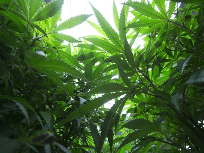 The Garden Cannabis Co. | 35C Spruce Park Dr, Strathmore, AB T1P 1J2, Canada | Phone: (403) 934-9506