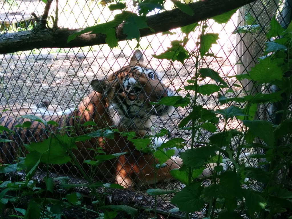 Bear Creek Exotic Wildlife Sanctuary Inc. | 8633 10th Line of Essa Township, RR 2, Barrie, ON L4M 4S4, Canada | Phone: (705) 721-4730