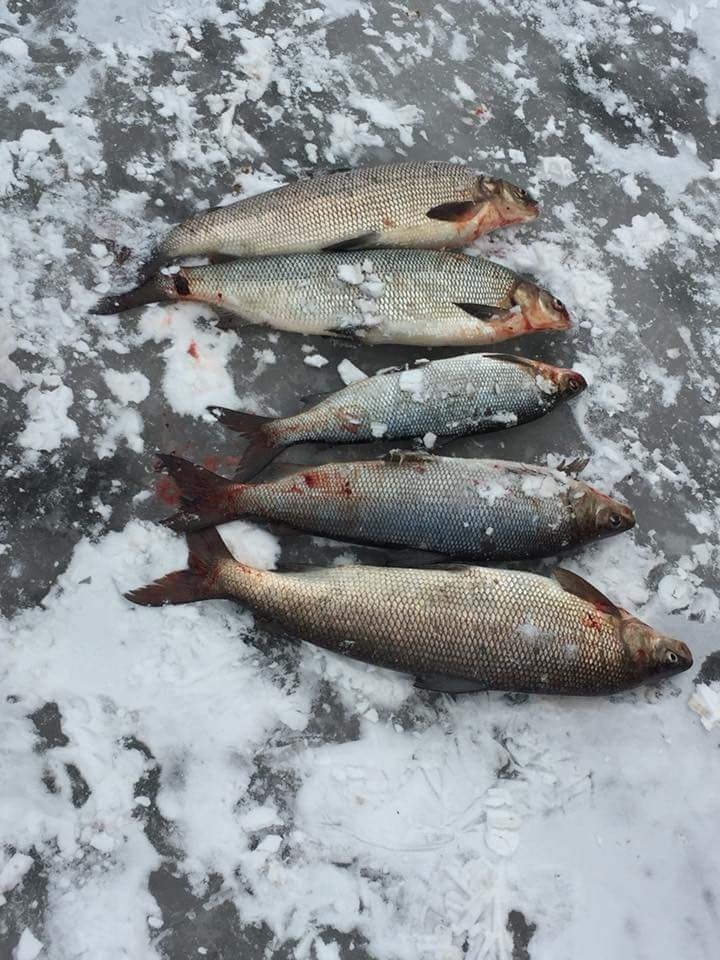 Daves Fish Huts | 7792 Black River Rd, Georgina, ON L0E, Canada | Phone: (905) 722-3372