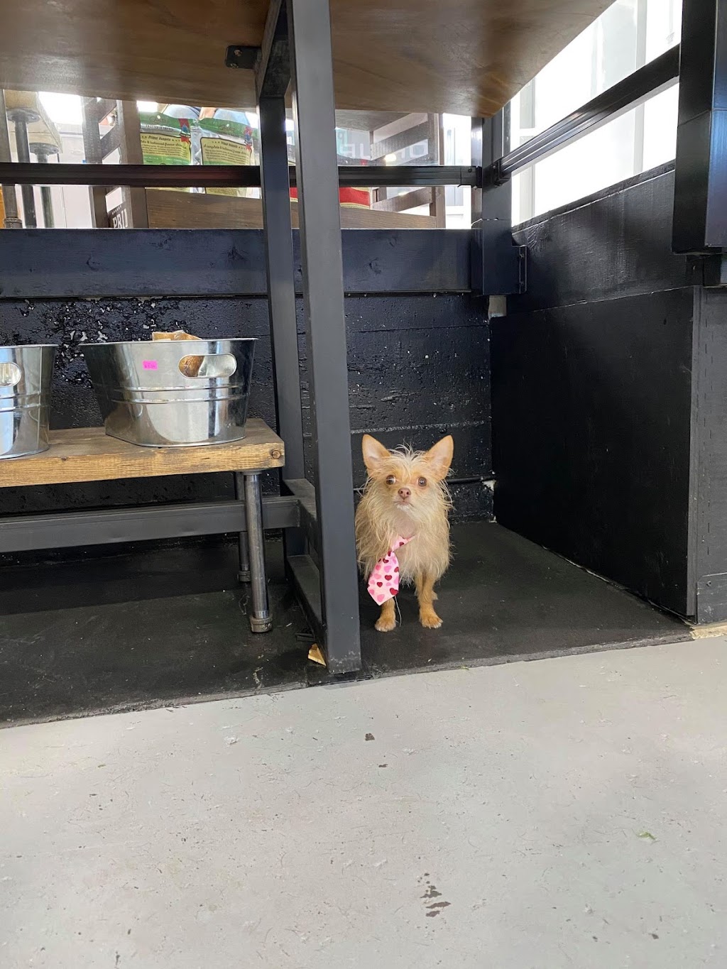 The Pet Store | 3845 Cadboro Bay Rd, Victoria, BC V8N 4G1, Canada | Phone: (250) 590-5828