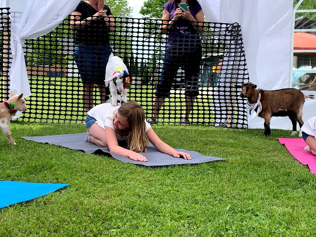 Goat Your Back Farm & Yoga | 1797 10th Side Rd, Tottenham, ON L0G 1W0, Canada | Phone: (416) 970-3089