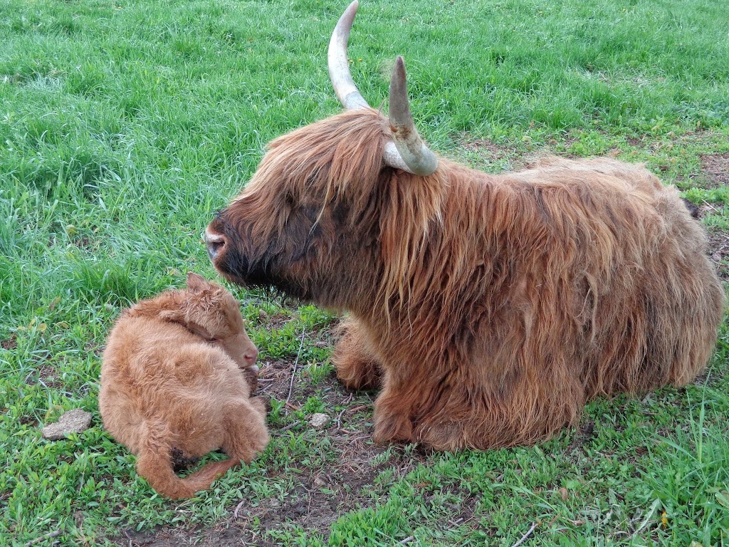 Frolic Acres Farm | 3669 Reid Rd, Newtonville, ON L0A 1J0, Canada | Phone: (905) 440-6031