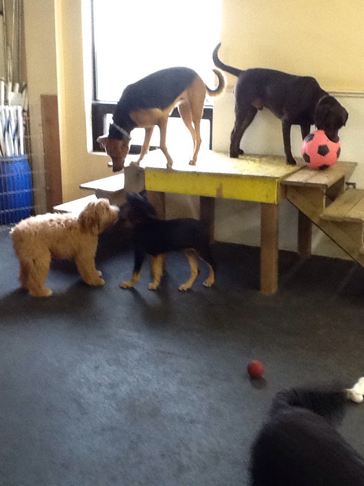 Loyalist Veterinary Hospital | 360 Bell Blvd, Belleville, ON K8P 5H8, Canada | Phone: (613) 966-2519